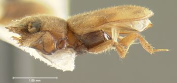 Media type: image;   Entomology 2323 Aspect: habitus lateral view